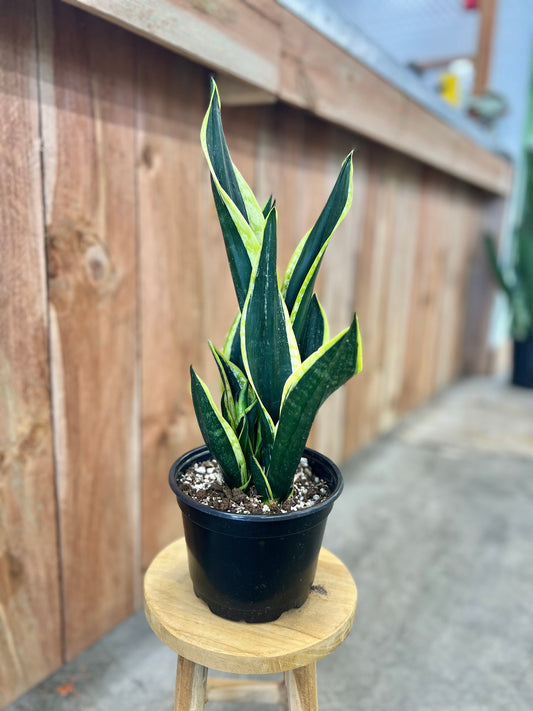 Sansevieria 'Black Gold' (Snake Plant)