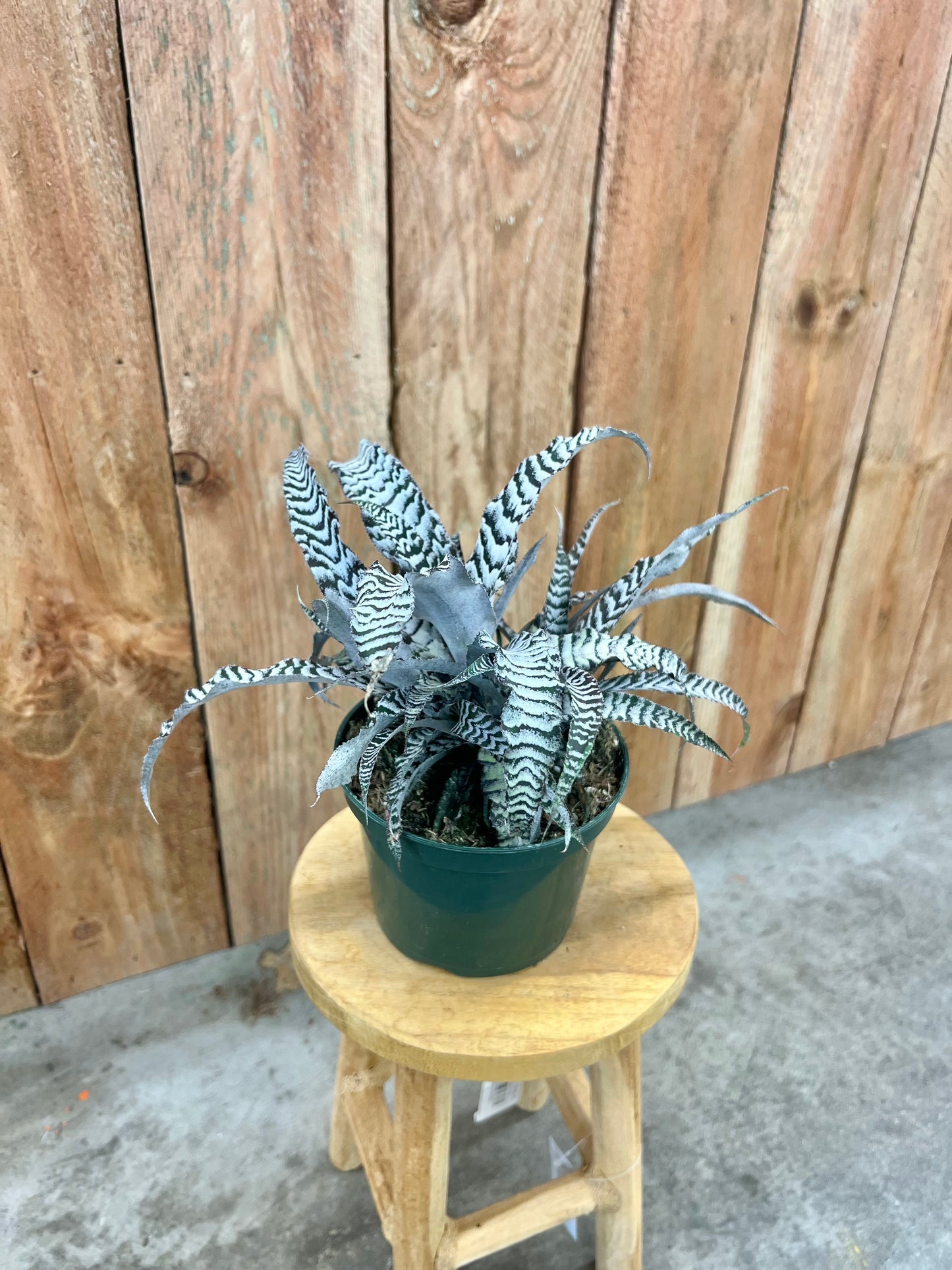 Cryptanthus 'Absolute Zero'