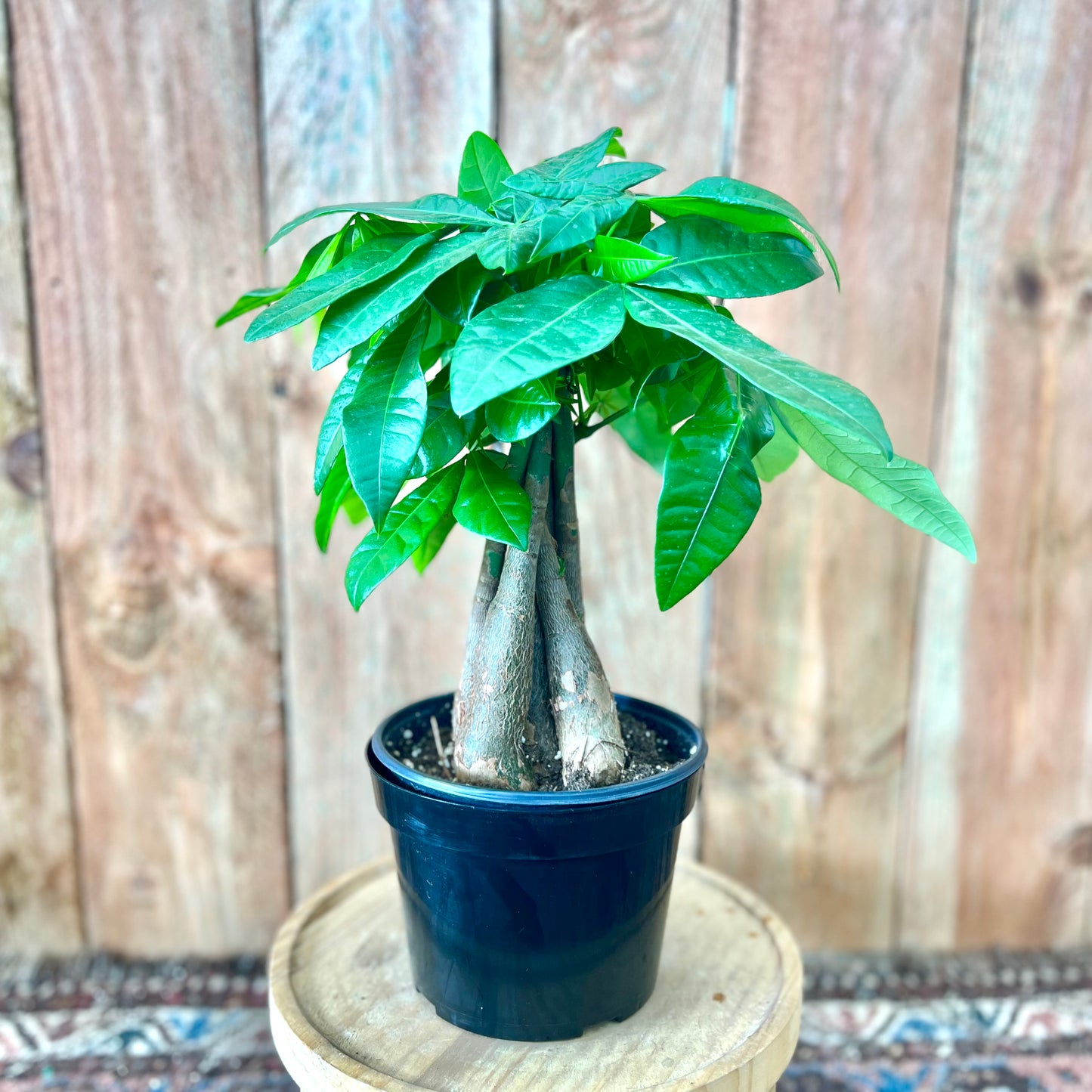 Pachira aquatica (Money Tree)