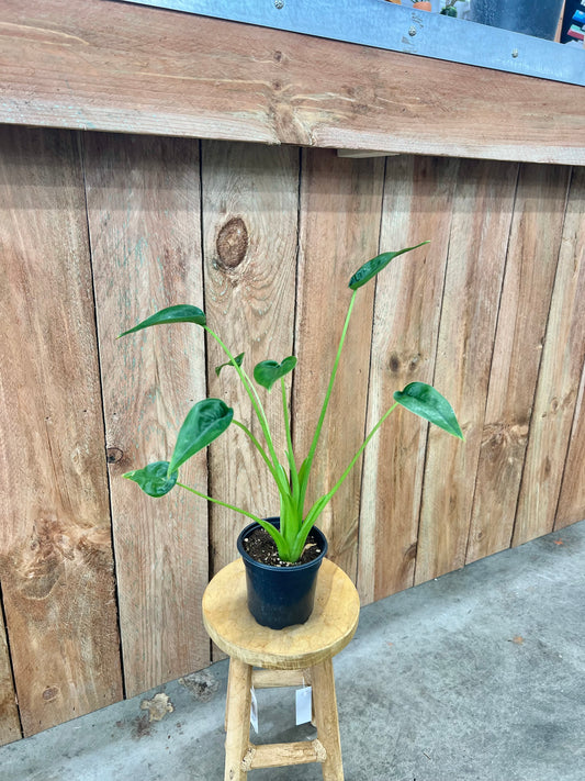 Alocasia Tiny Dancer