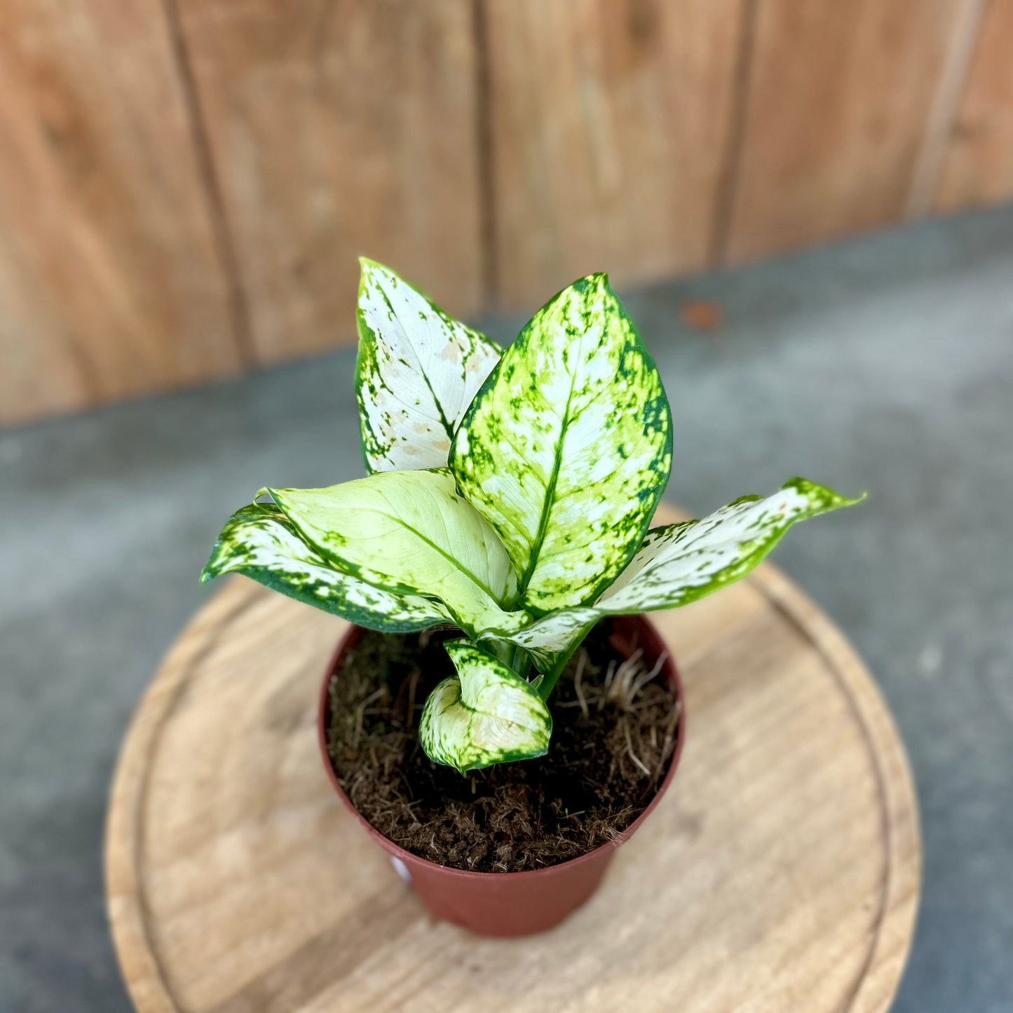 Aglaonema Super White