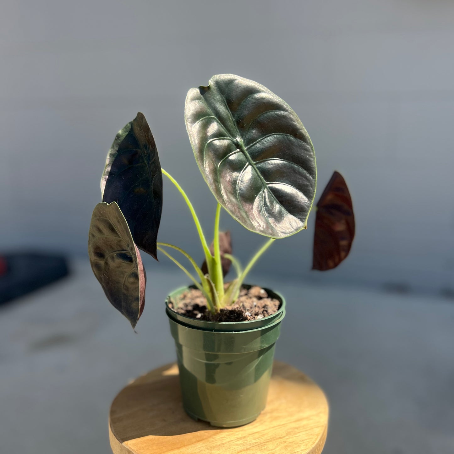 Alocasia Cuprea