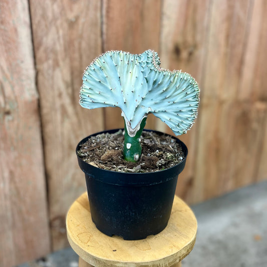 Euphorbia lactea cristata