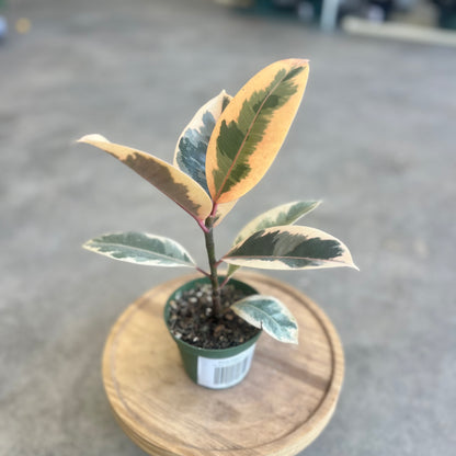 Ficus Elastica Tineke