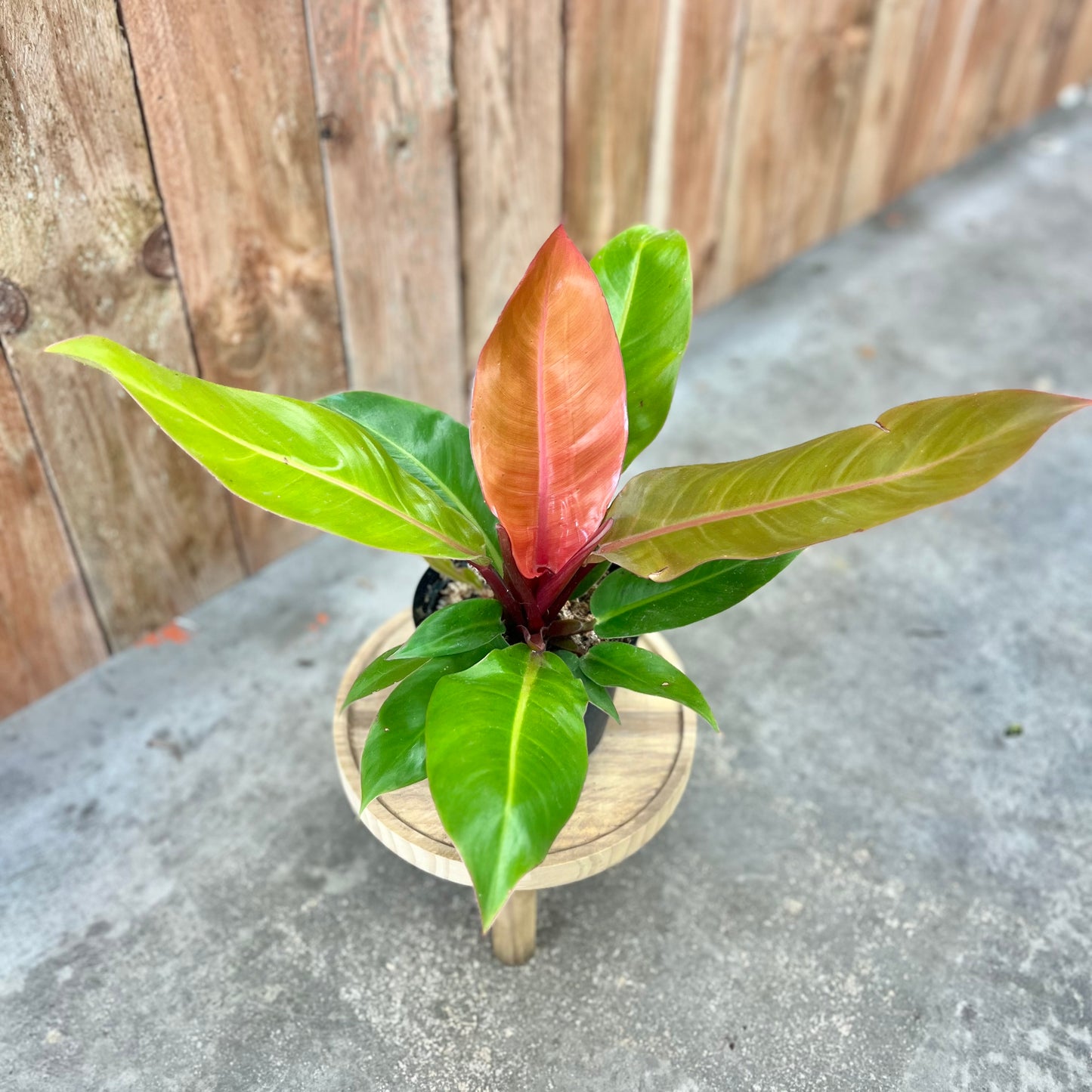 Philodendron 'Prince of Orange'