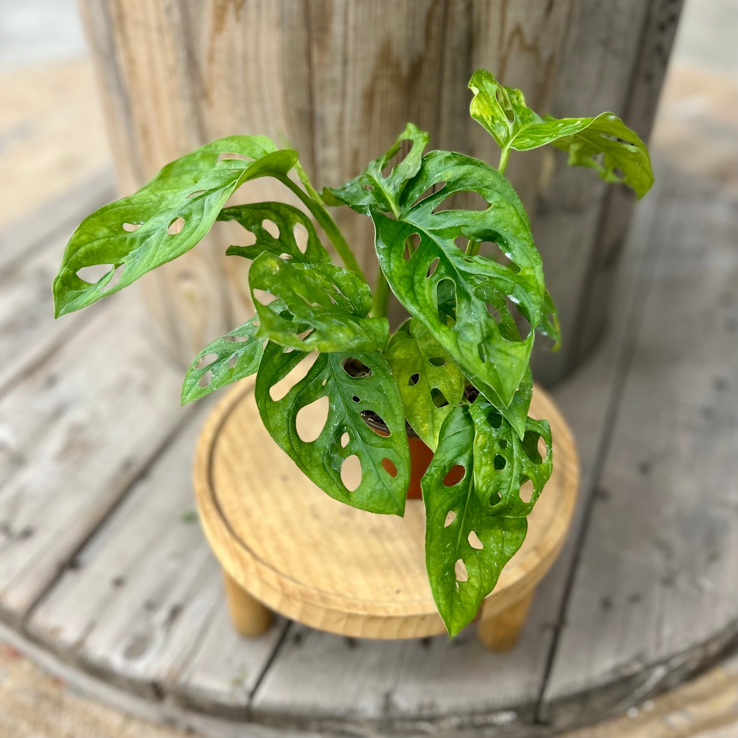 Monstera adansonii (Swiss Cheese)