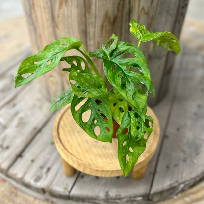 Monstera adansonii (Swiss Cheese)