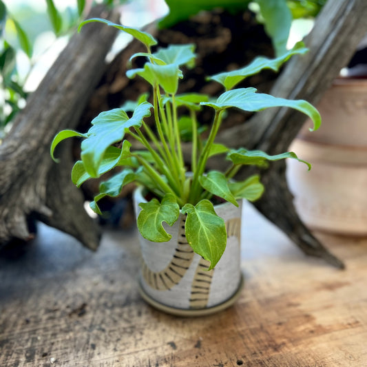 Philodendron Golden Xanadu in Tocoa Pot