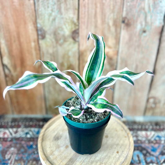 Cryptanthus Red Baron