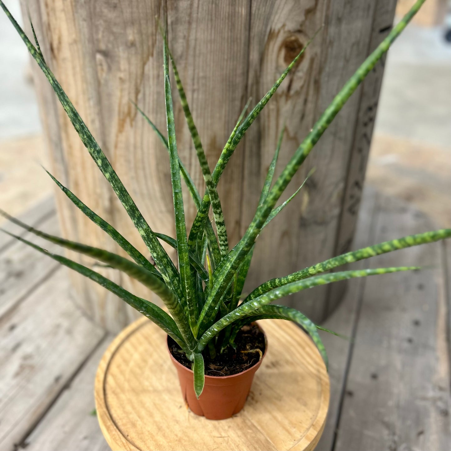 Sansevieria Fernwood