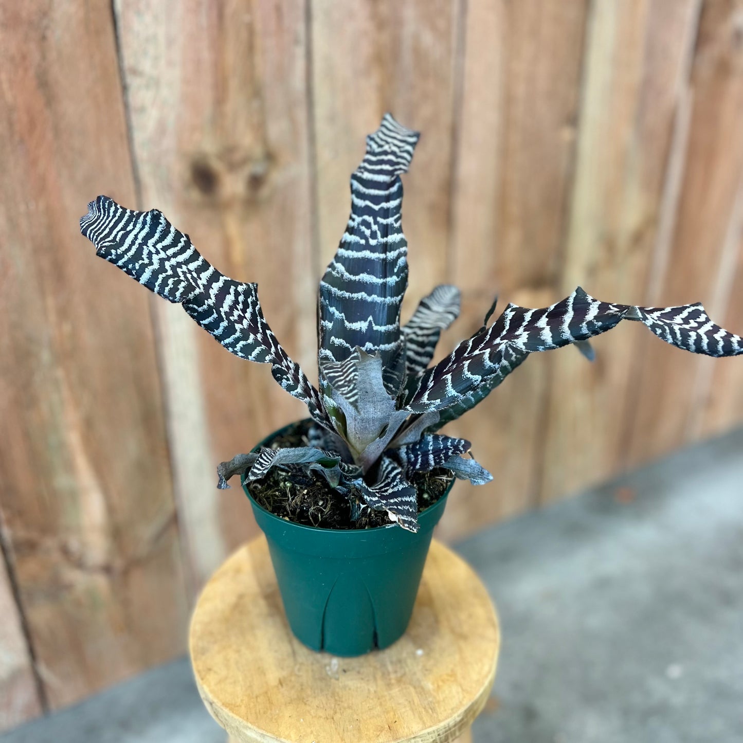 Cryptanthus Zebra Star