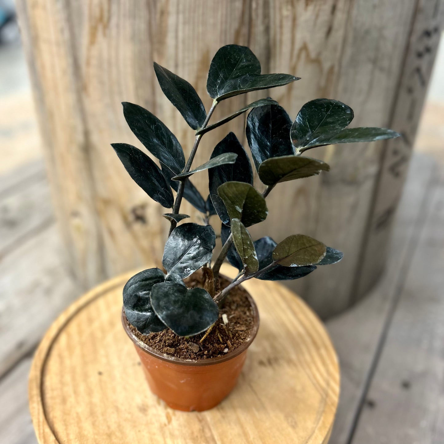 Zamioculcas Black Queen (ZZ Plant)