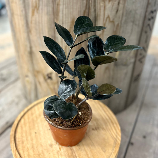 Zamioculcas Black Queen (ZZ Plant)