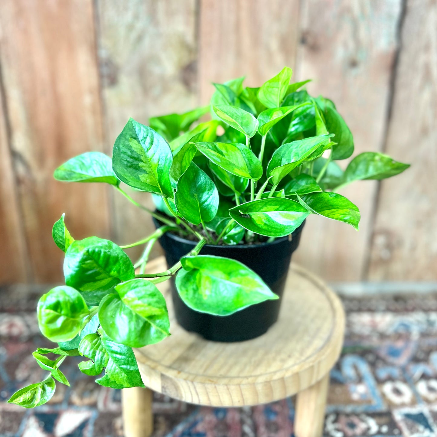 Pothos Global Green