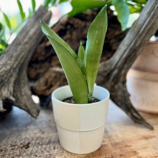 Sansevieria Moonshine in Checker Pot