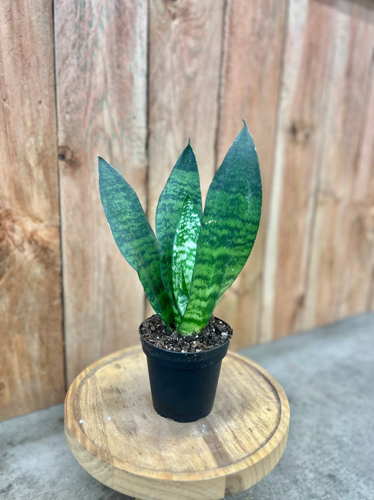 Sansevieria Coral