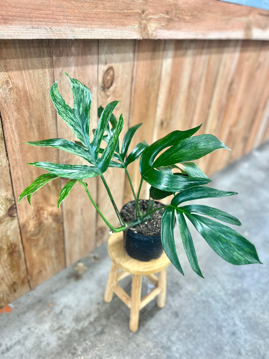 Rhaphidophora Decursiva Variegated