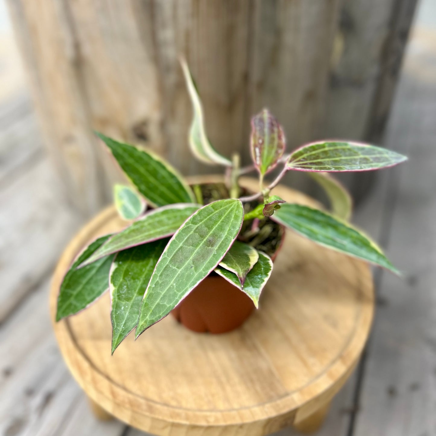 Hoya Macrophylla Albo Marginata