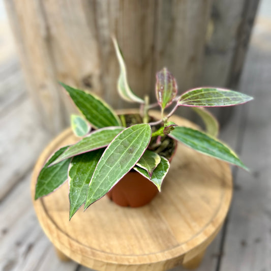 Hoya Macrophylla Albo Marginata
