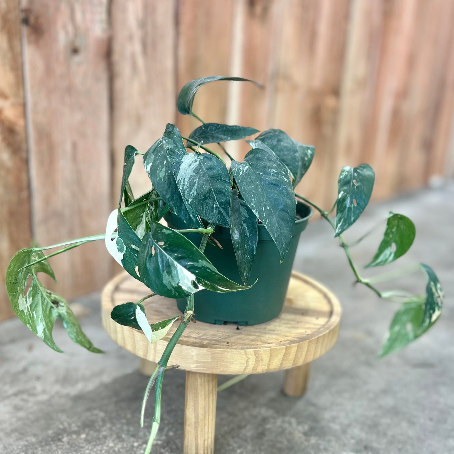 Epipremnum pinnatum 'Albo'