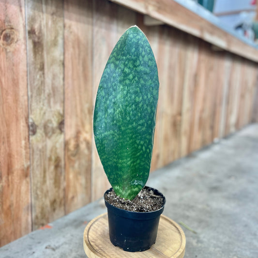 Sansevieria 'Whale's Fin' (Snake Plant)