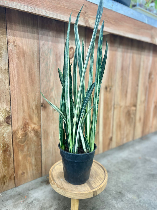 Sansevieria Bantel's Sensation