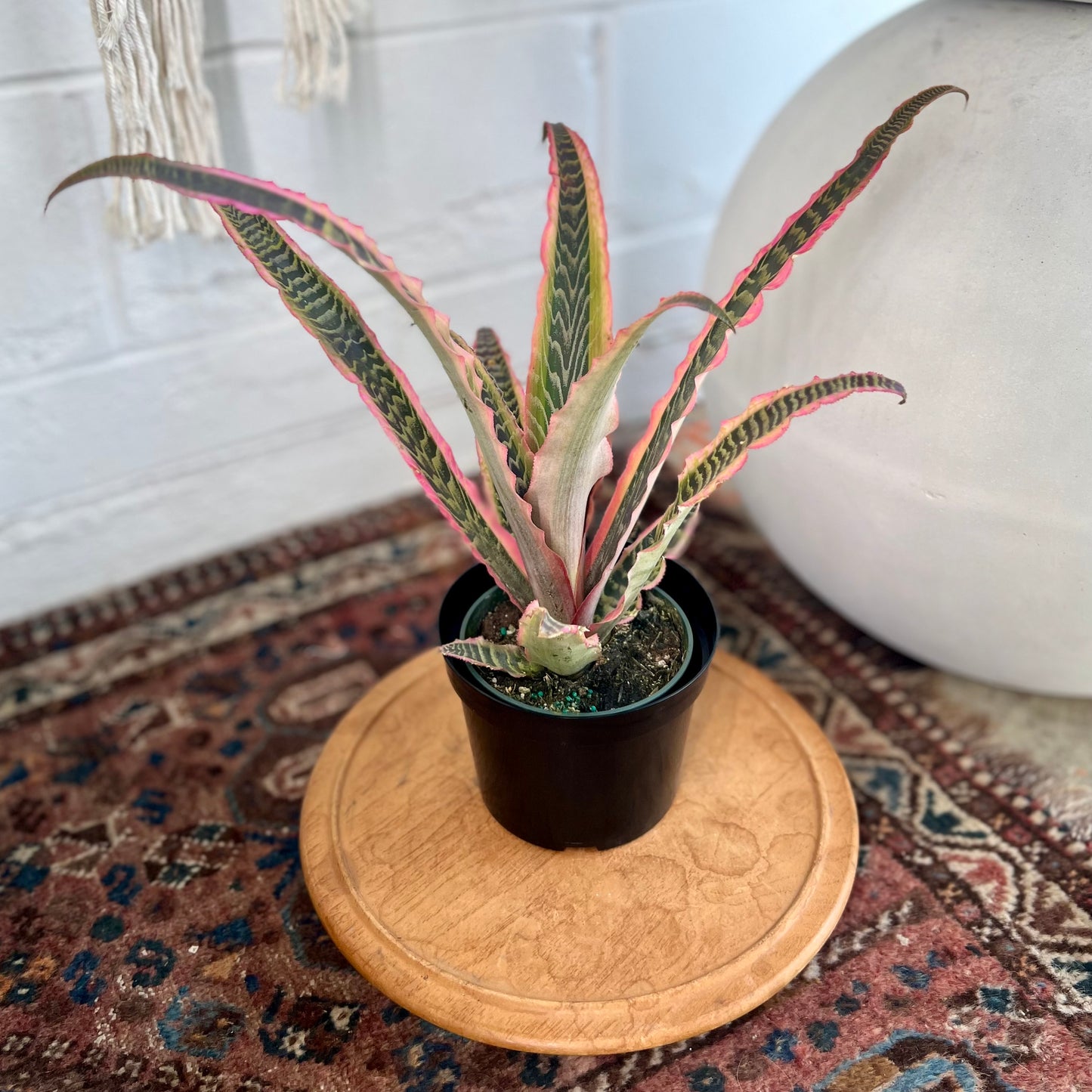 Cryptanthus Elaine