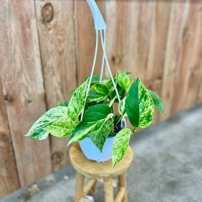 Pothos 'Marble Queen' (Epipremnum aureum)