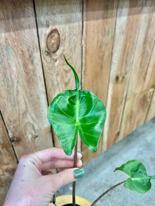 Alocasia-Stingray
