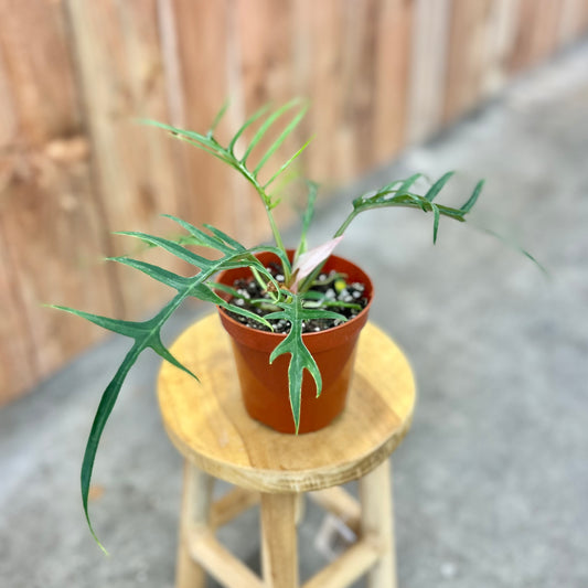 Philodendron 'Tortum'