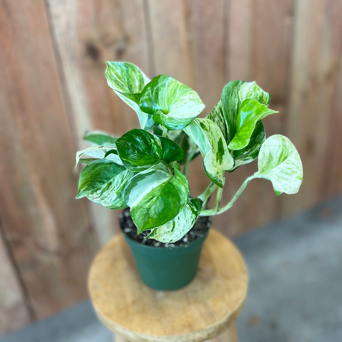 Pothos 'Manjula'