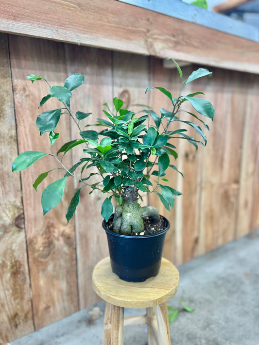 Ficus Ginseng