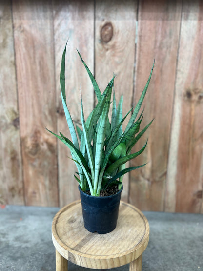Sanseveria Silver Streak