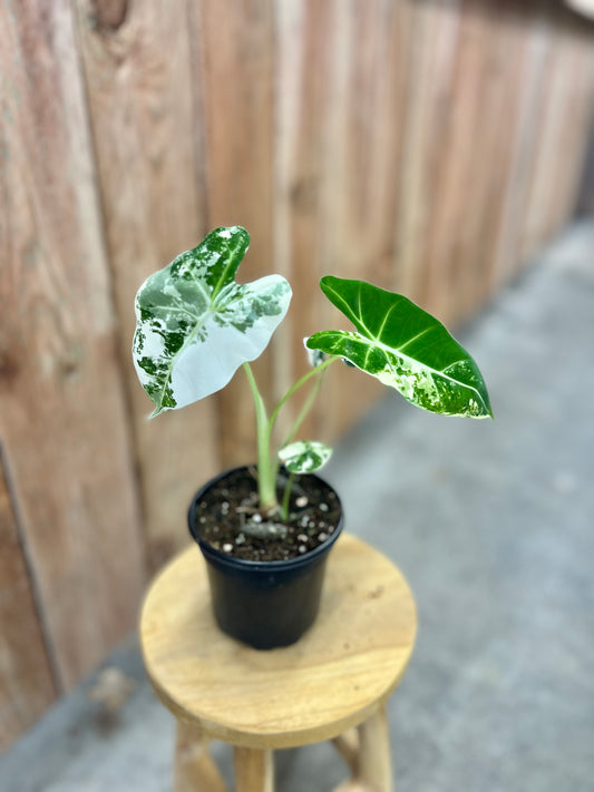 Alocasia Frydek Variegated