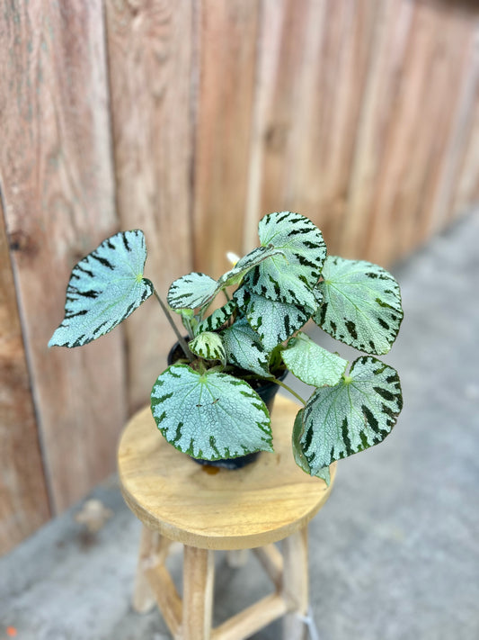 Begonia Rex