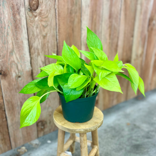 'Neon' Pothos (Epipremnum aureum)