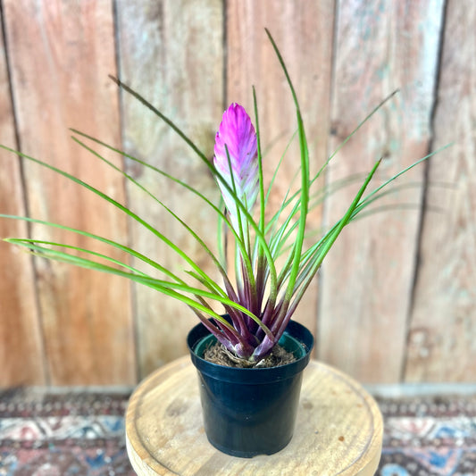 Tillandsia Cyanea (Pink Quill)