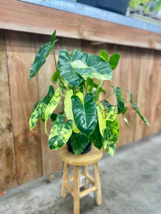 Philodendron Burle Marx Variegated