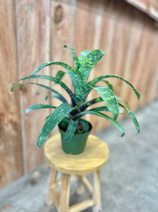 Bromeliad-Vriesea Ospinae Gruberii