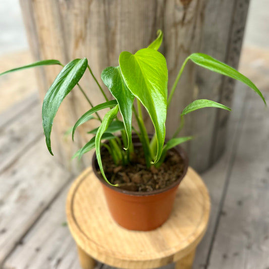 Monstera Burle Marx Flame