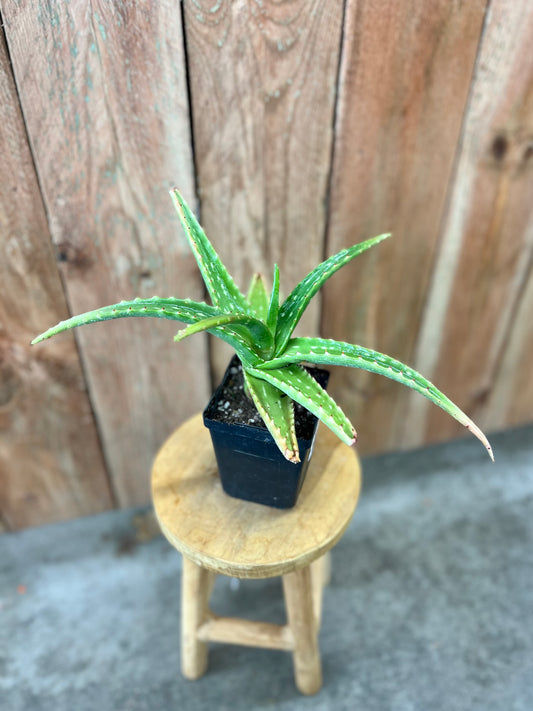 Aloe rigens