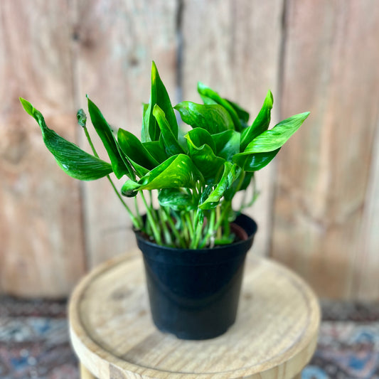 Pothos Shangri La