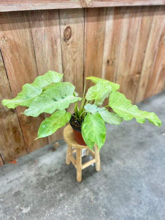 Philodendron Snowdrift