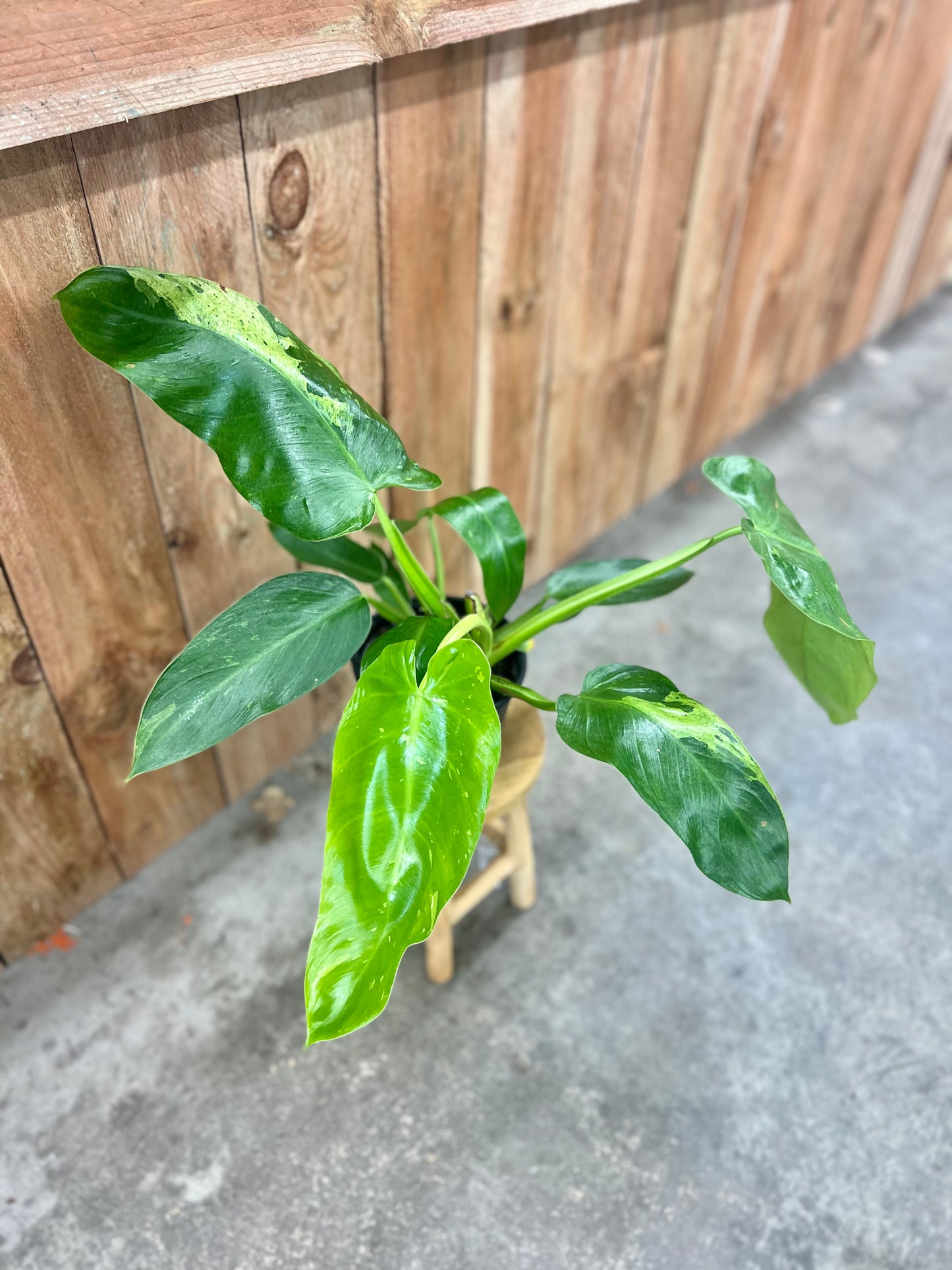 Philodendron Jose Buono