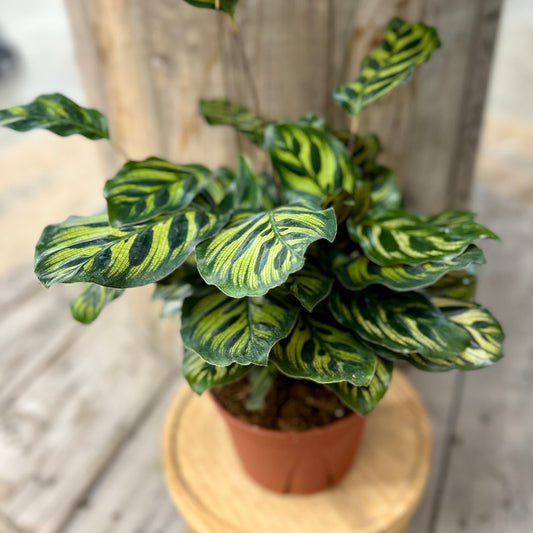 Calathea Makayona