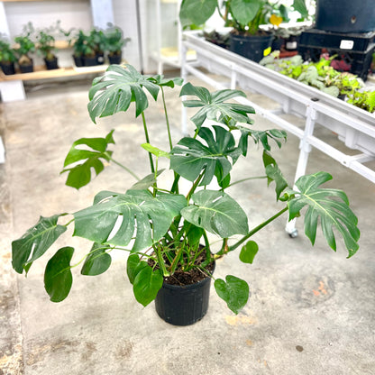 Monstera Deliciosa