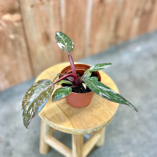 Philodendron 'Pink Princess Marble'