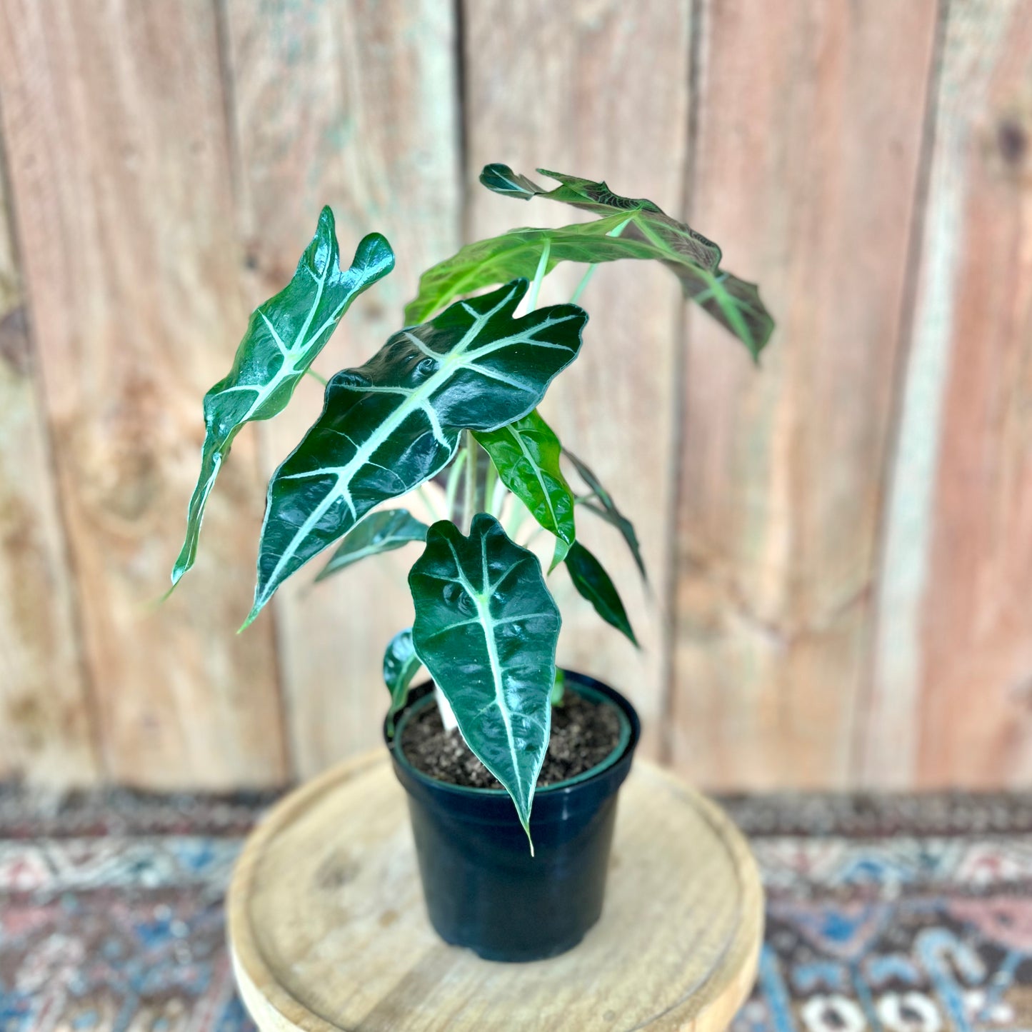 Alocasia Polly