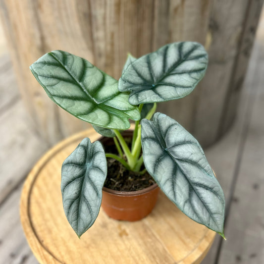 Alocasia Silver Dragon