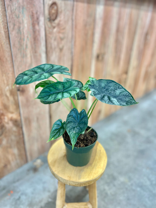 Alocasia-Dragon Scale